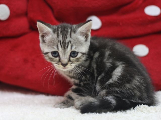スコティッシュフォールドの子猫画像