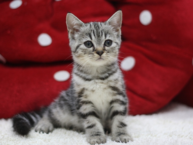 スコティッシュフォールドの子猫画像