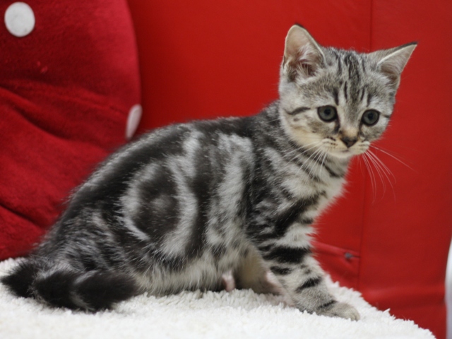 スコティッシュフォールドの子猫画像