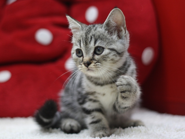スコティッシュフォールドの子猫画像