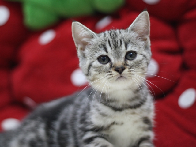 スコティッシュフォールドの子猫画像