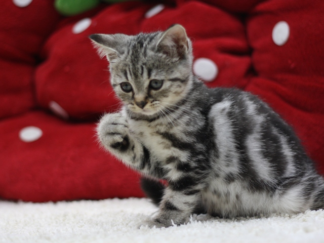スコティッシュフォールドの子猫画像