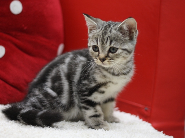 スコティッシュフォールドの子猫画像