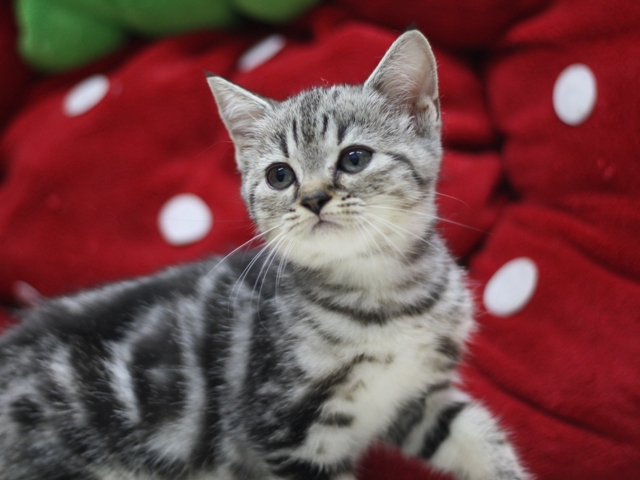 スコティッシュフォールドの子猫画像