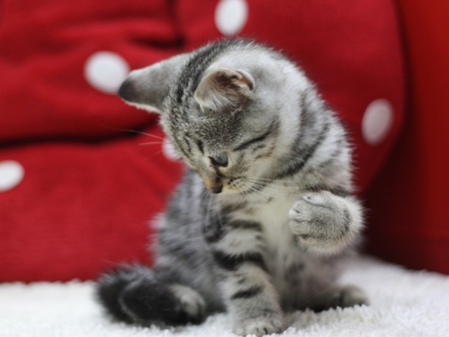 スコティッシュフォールドの子猫画像