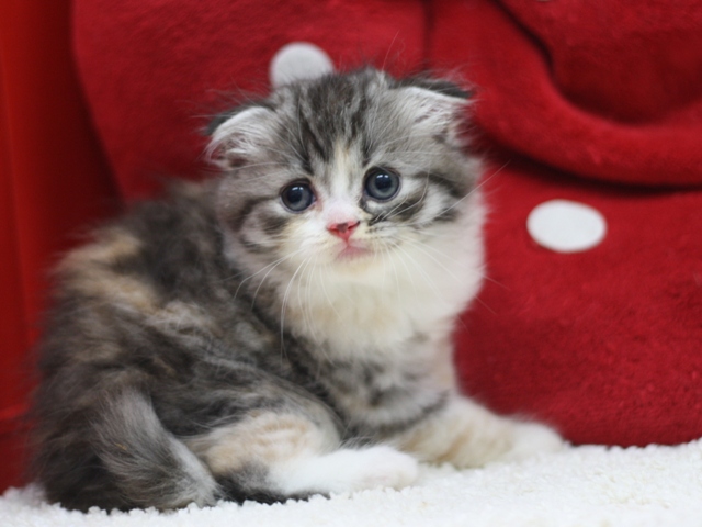 スコティッシュフォールドの子猫画像