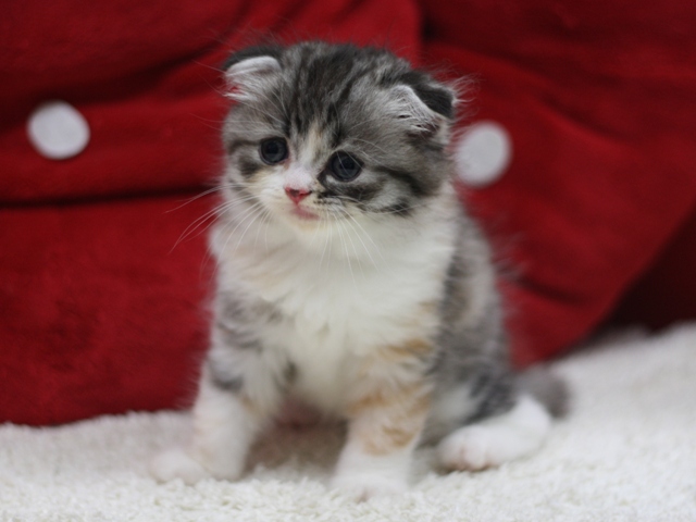 スコティッシュフォールドの子猫画像