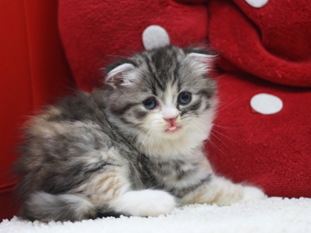 スコティッシュフォールドの子猫画像