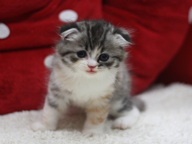 スコティッシュフォールドの子猫画像