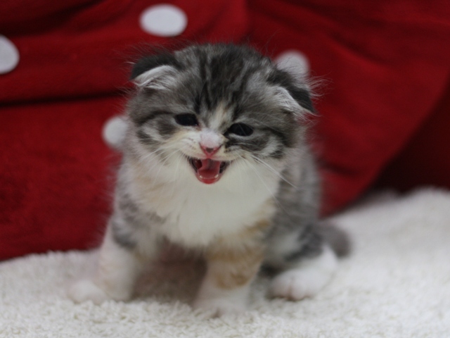 スコティッシュフォールドの子猫画像