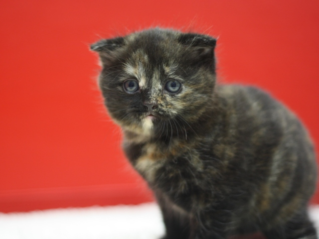 スコティッシュフォールドの子猫画像