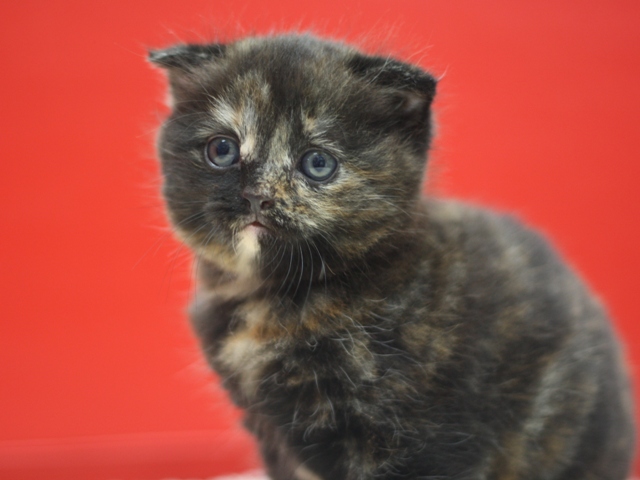 スコティッシュフォールドの子猫画像