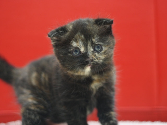 スコティッシュフォールドの子猫画像