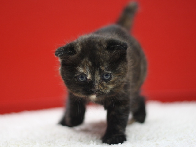 スコティッシュフォールドの子猫画像