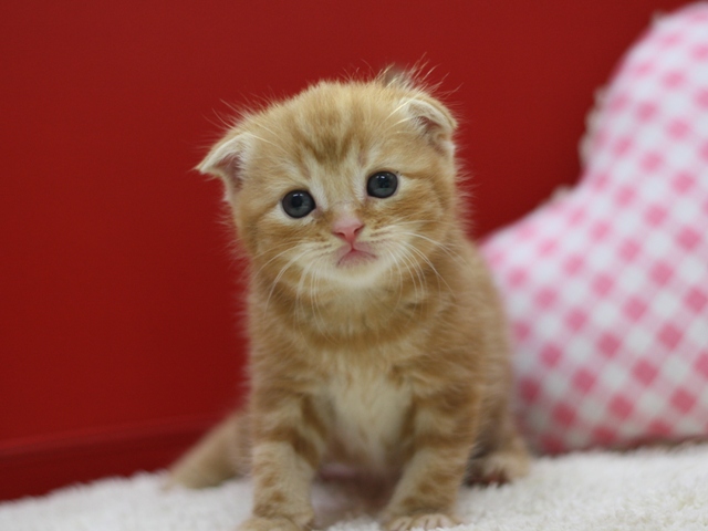 スコティッシュフォールドの子猫画像