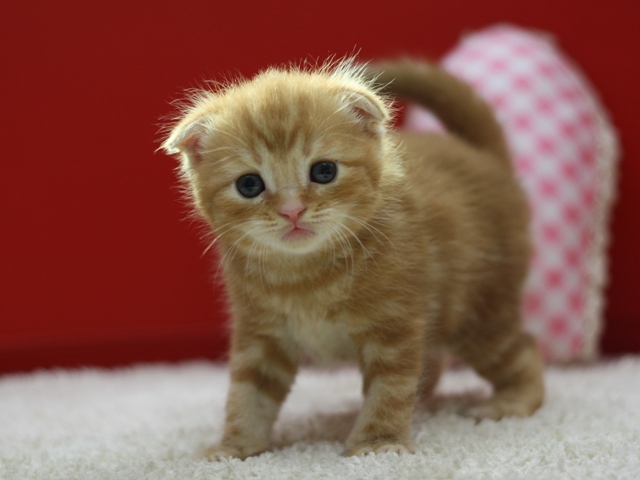 スコティッシュフォールドの子猫画像
