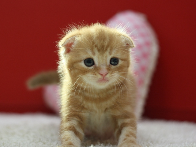 スコティッシュフォールドの子猫画像
