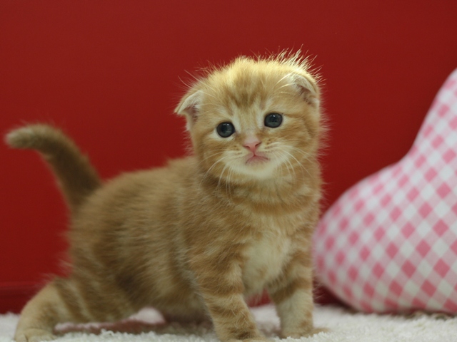 スコティッシュフォールドの子猫画像