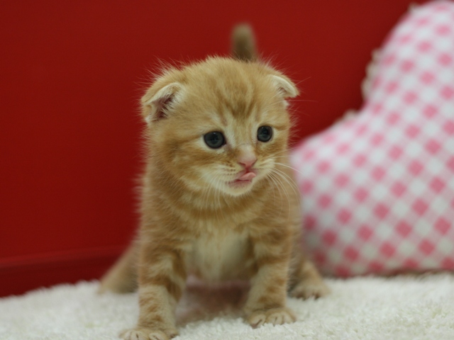 スコティッシュフォールドの子猫画像