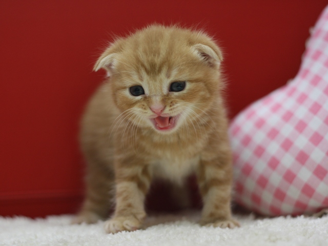 スコティッシュフォールドの子猫画像