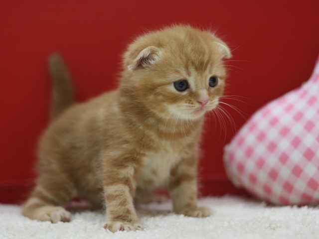 スコティッシュフォールドの子猫画像
