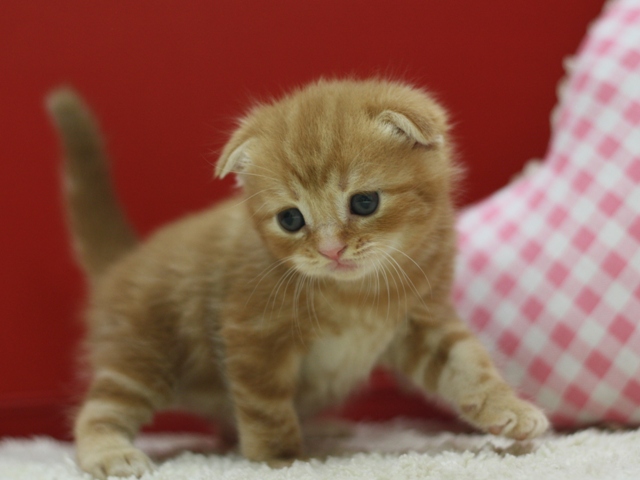 スコティッシュフォールドの子猫画像