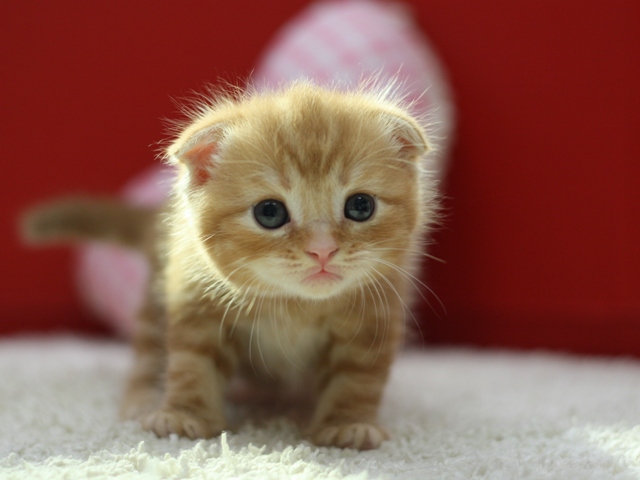 スコティッシュフォールドの子猫画像