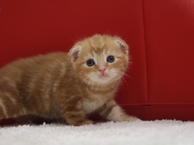 スコティッシュフォールドの子猫画像