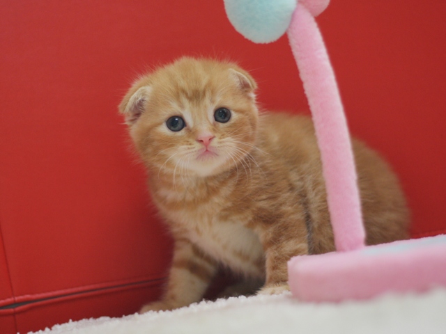 スコティッシュフォールドの子猫画像
