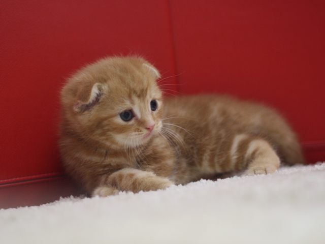 スコティッシュフォールドの子猫画像