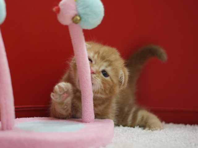 スコティッシュフォールドの子猫画像