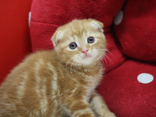 スコティッシュフォールドの子猫画像