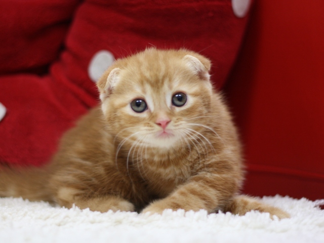 スコティッシュフォールドの子猫画像
