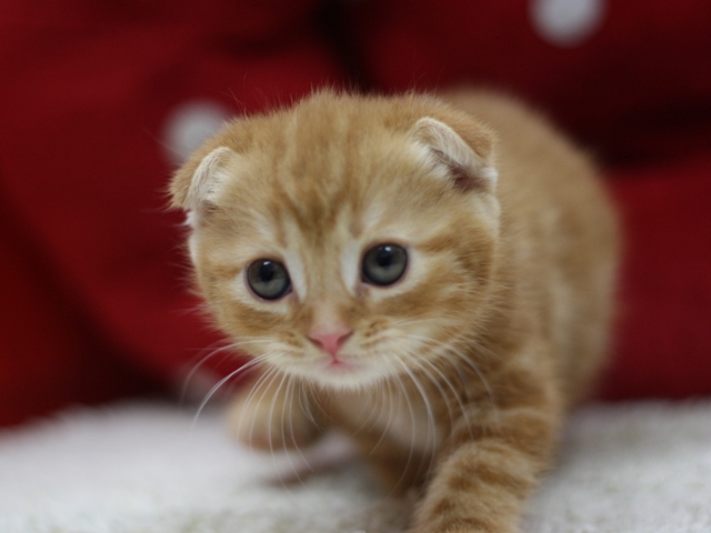 スコティッシュフォールドの子猫画像
