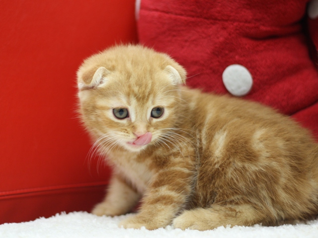 スコティッシュフォールドの子猫画像
