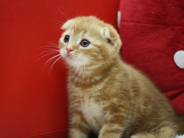 スコティッシュフォールドの子猫画像