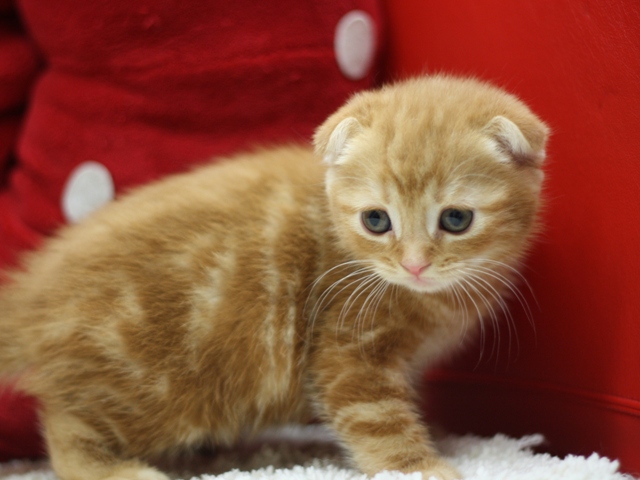 スコティッシュフォールドの子猫画像