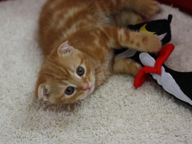 スコティッシュフォールドの子猫画像