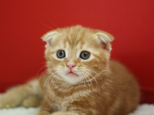 スコティッシュフォールドの子猫画像