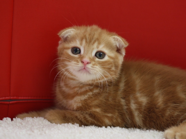 スコティッシュフォールドの子猫画像