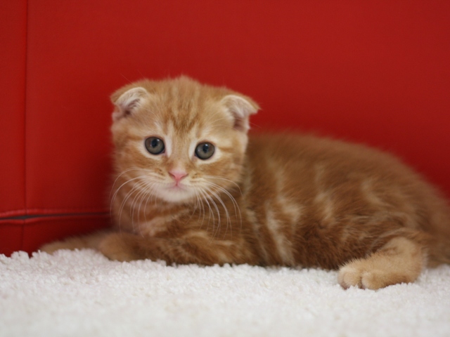 スコティッシュフォールドの子猫画像