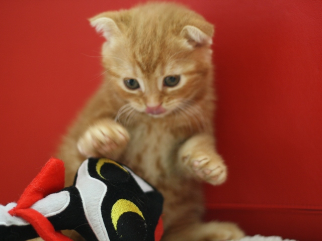 スコティッシュフォールドの子猫画像