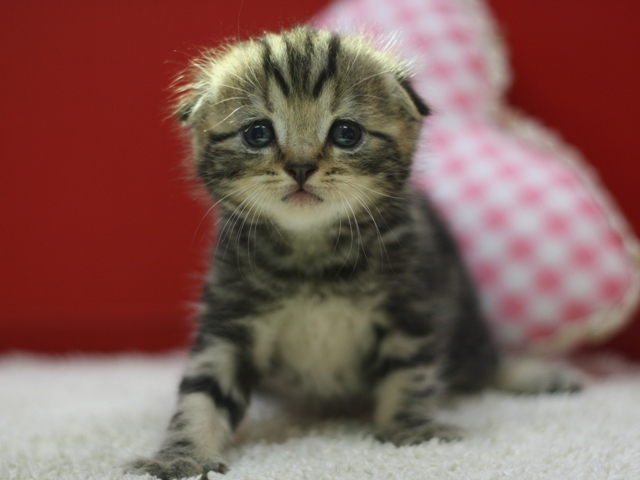 スコティッシュフォールドの子猫画像