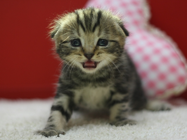 スコティッシュフォールドの子猫画像