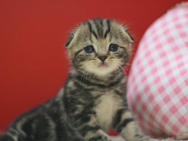 スコティッシュフォールドの子猫画像