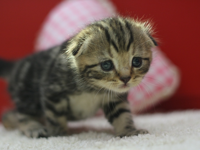 スコティッシュフォールドの子猫画像