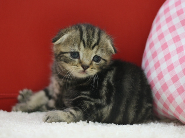 スコティッシュフォールドの子猫画像