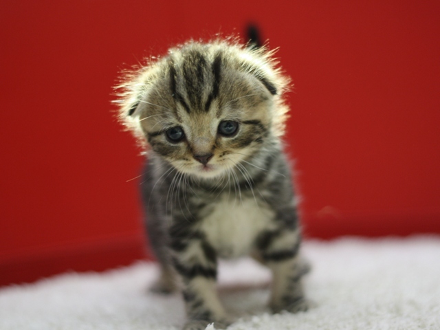 スコティッシュフォールドの子猫画像