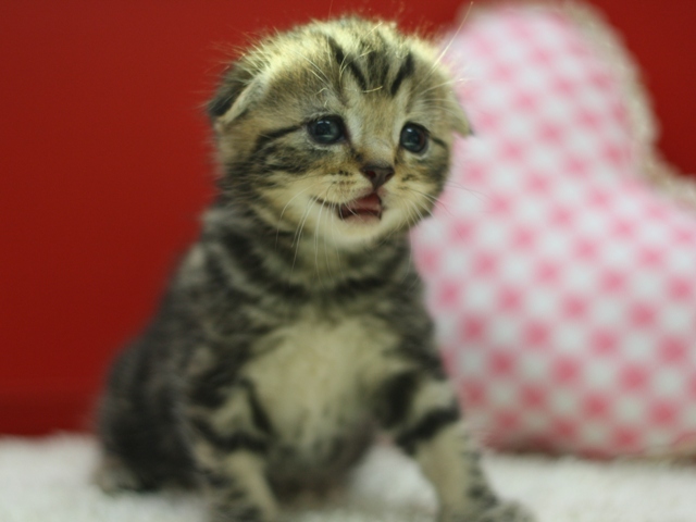 スコティッシュフォールドの子猫画像