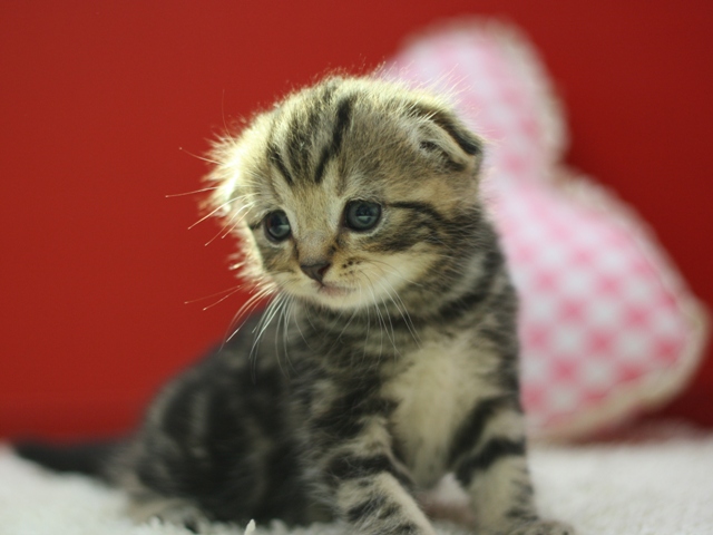 スコティッシュフォールドの子猫画像